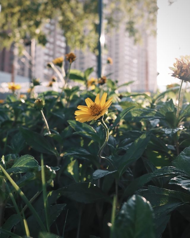 A small yellow flower blooming among broad green leaves, with housing blocks behind.