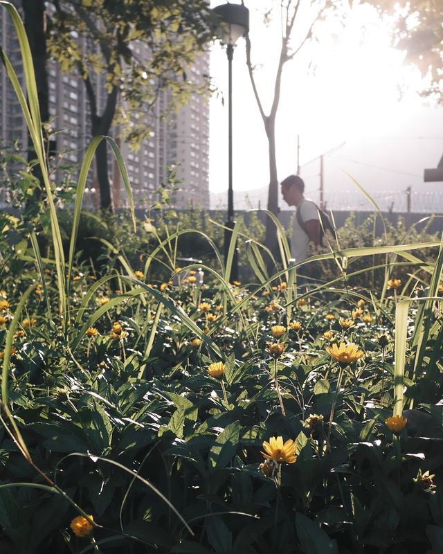 Tall grasses and yellow flowers growing in a sunny corner of the city.