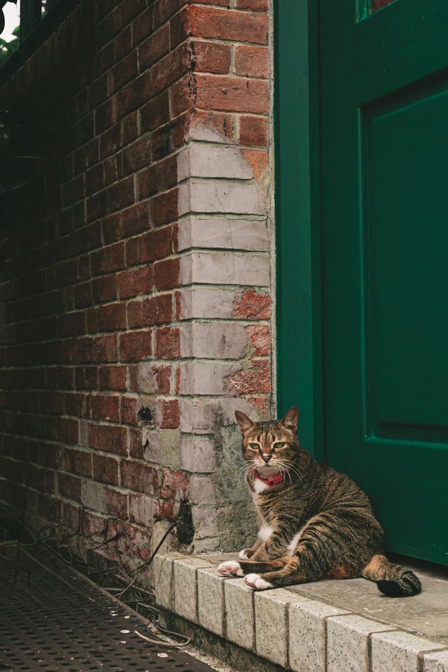 Photograph from the HarryPixel archive, frame 218.