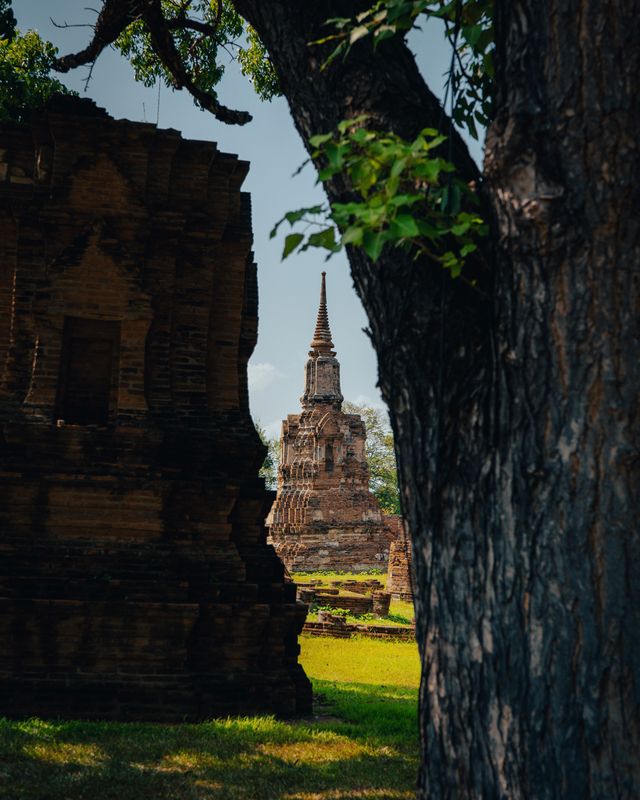 Tree roots growing through the ruins of Ayutthaya.