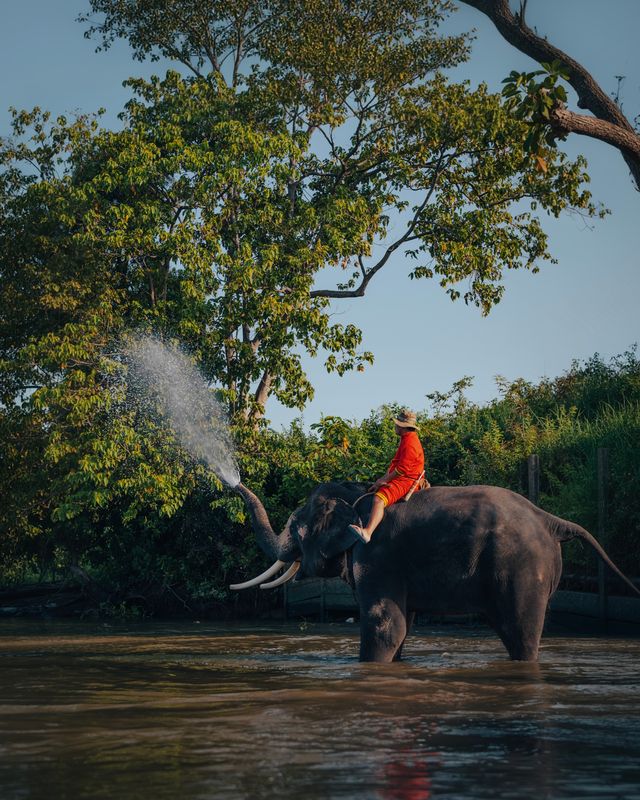 An elephant spraying water in the river.