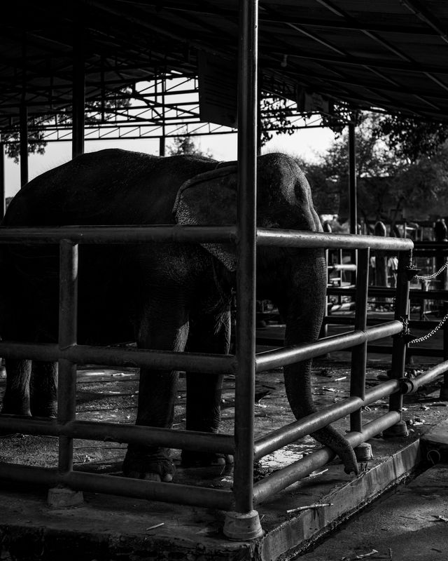 An elephant standing in a shaded shelter.