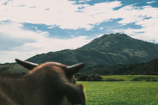 A calf standing in a green field.