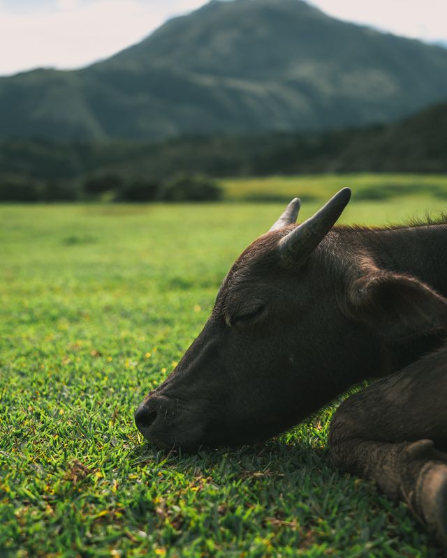 A close view of a calf in the field.