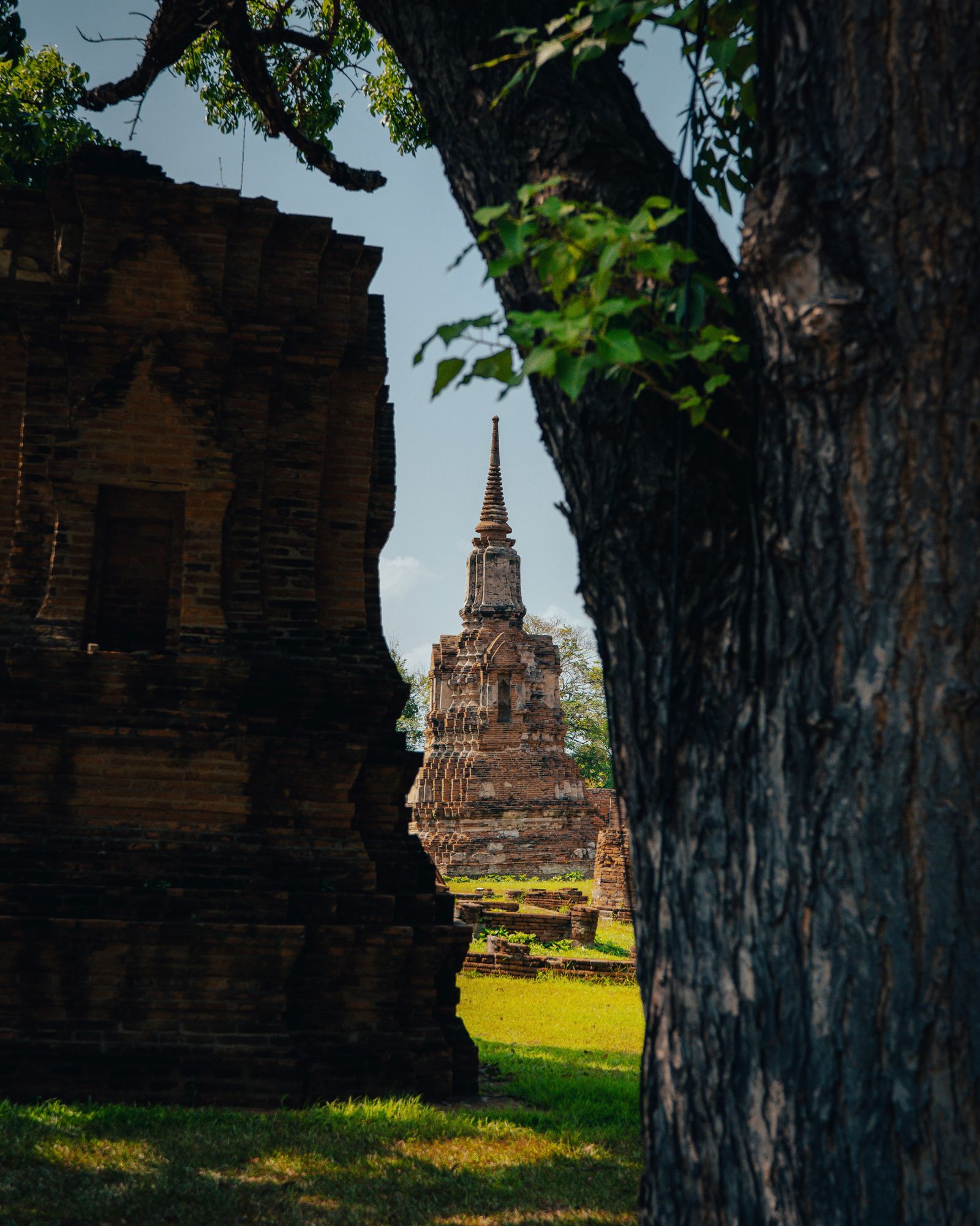 Tree roots growing through the ruins of Ayutthaya.