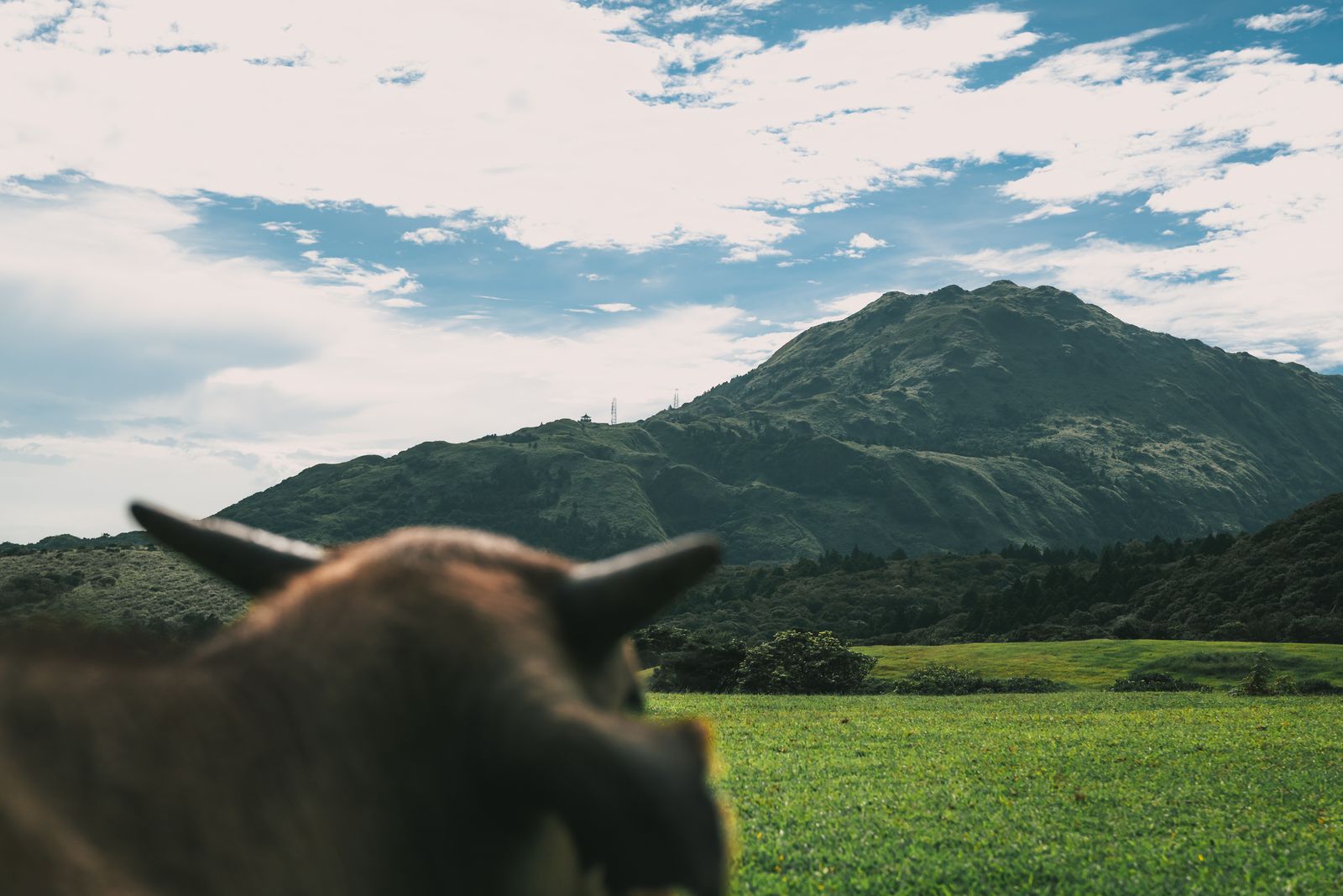 A calf standing in a green field.