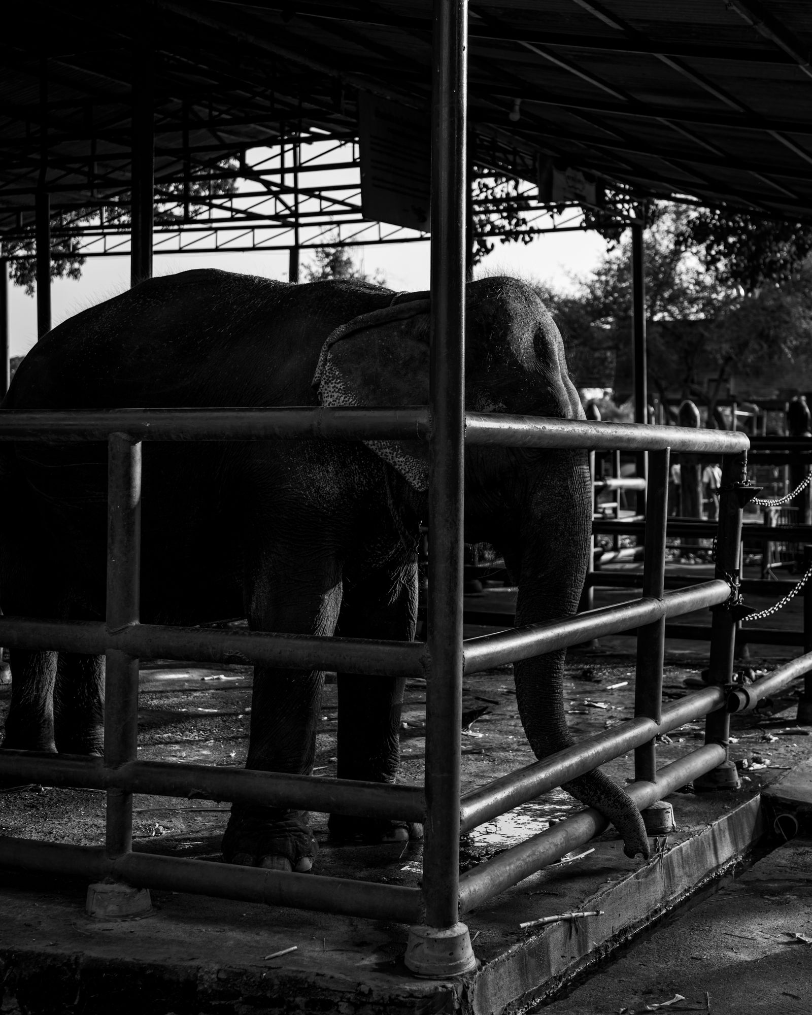 An elephant standing in a shaded shelter.