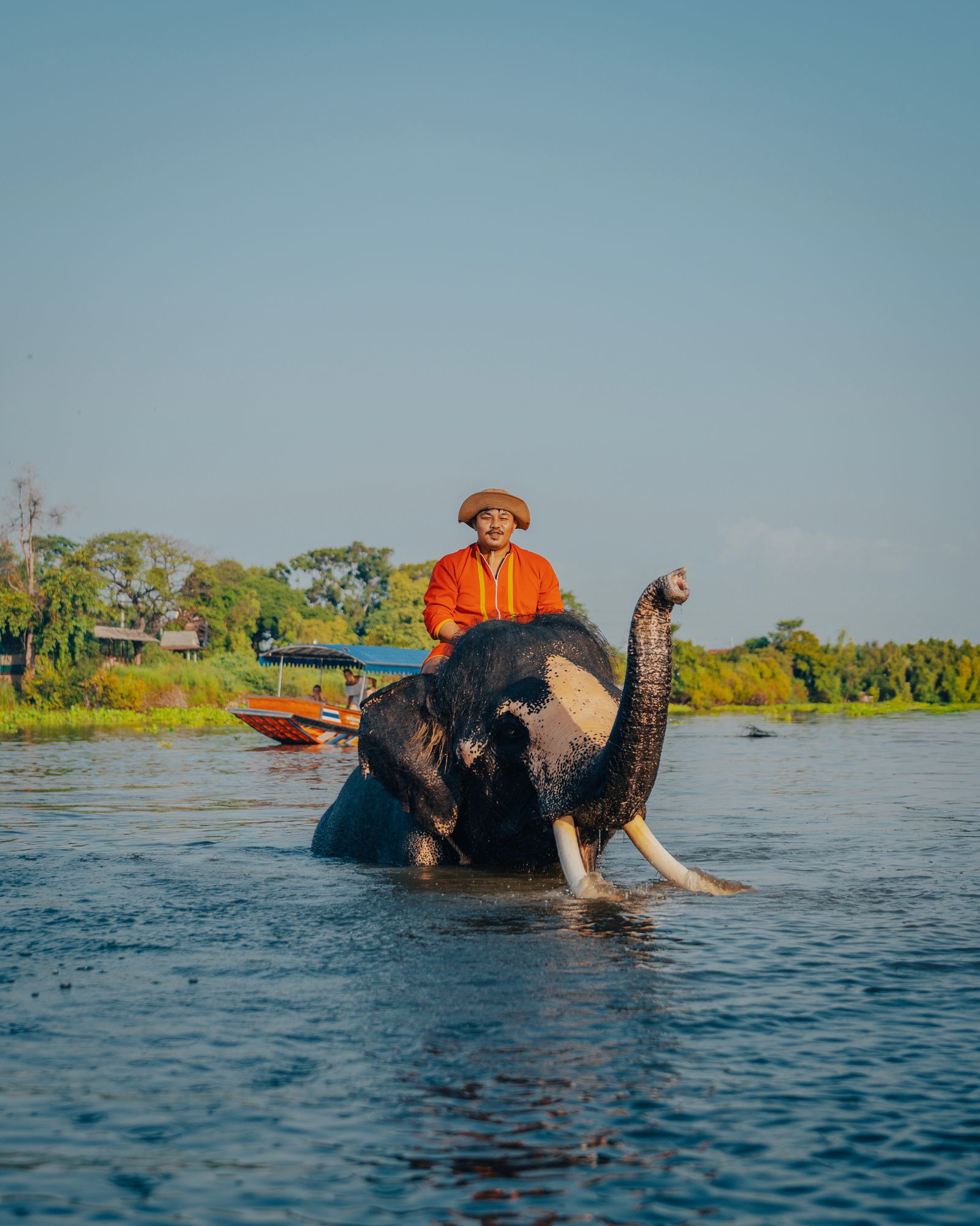 An elephant walking into a river in Chiang Mai.