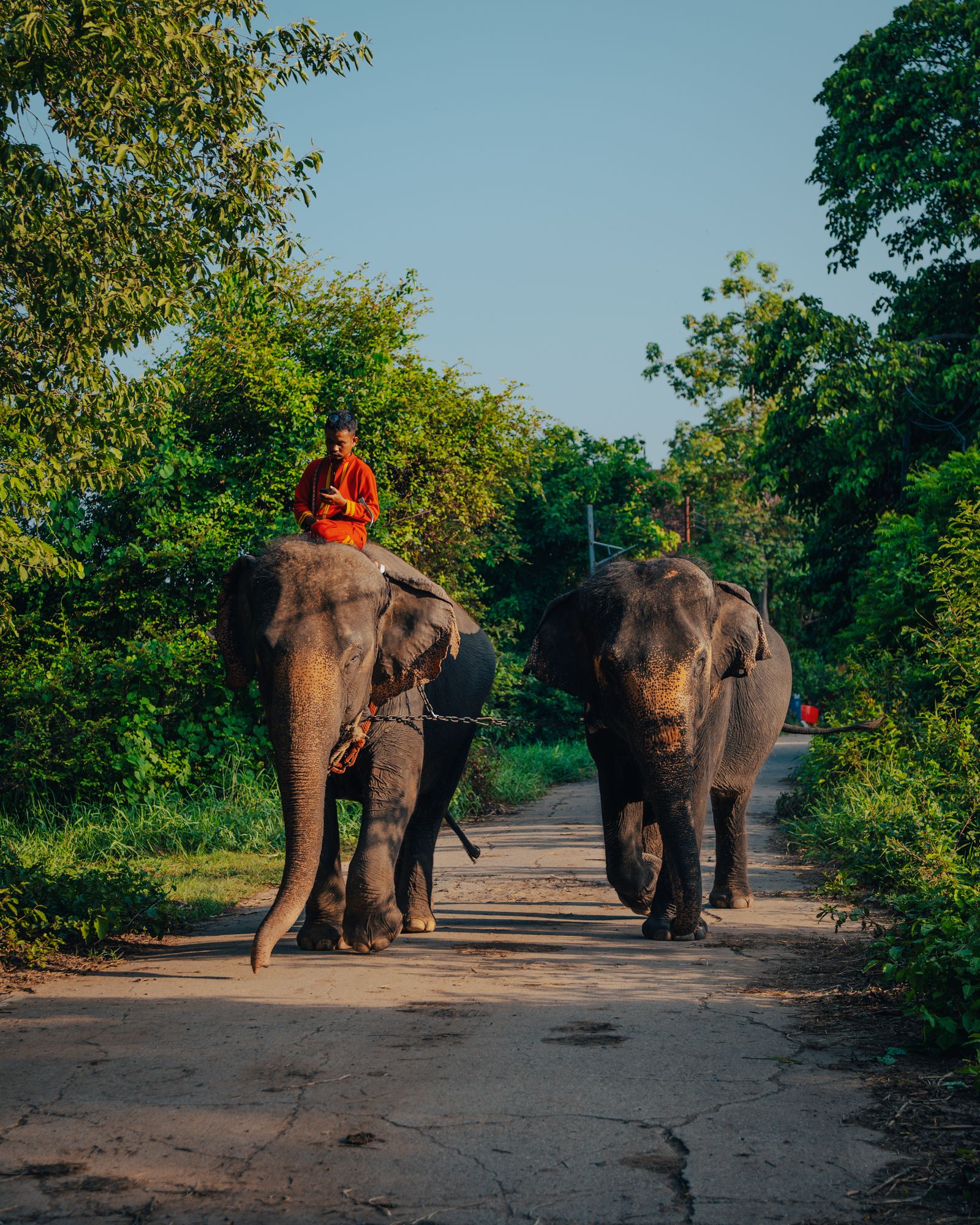 Two elephants walking together through shallow water.